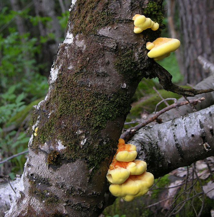 Laetiporus sulphureus(Bull.:Fr.)Murrill